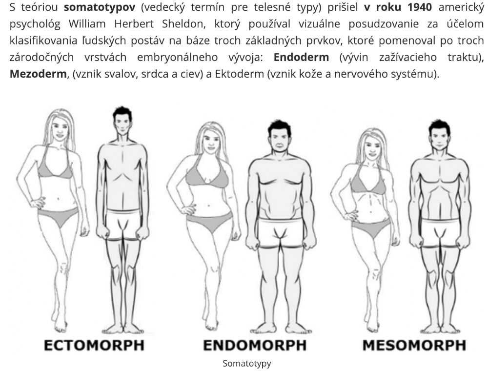 Somatotypy, ilustrácia pre článok na tému brušný tuk, ako schudnúť z brucha