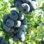 Kanadská čučoriedka