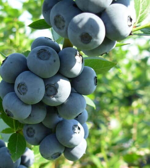 Kanadská čučoriedka